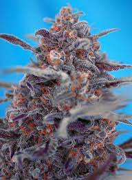 Sweet Seeds Auto Devil Cream