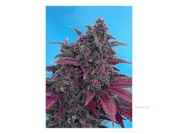 Sweet Seeds Auto Dark Devil, Feminisiert Autoflower, 5+2 Stk