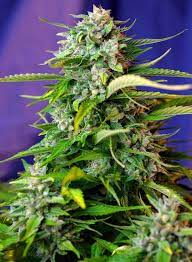 Sweet Seeds Auto Jack 47, Feminisiert Autoflower, 5+2 Stk