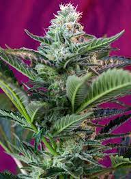 Sweet Seeds Auto Mohan Ram, Feminisiert Autoflower, 5+2 Stk