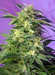 Sweet Seeds Auto Killer Kush, feminisierte Autoflower, 5+2 Stk