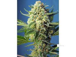 Sweet Seeds Auto SAD