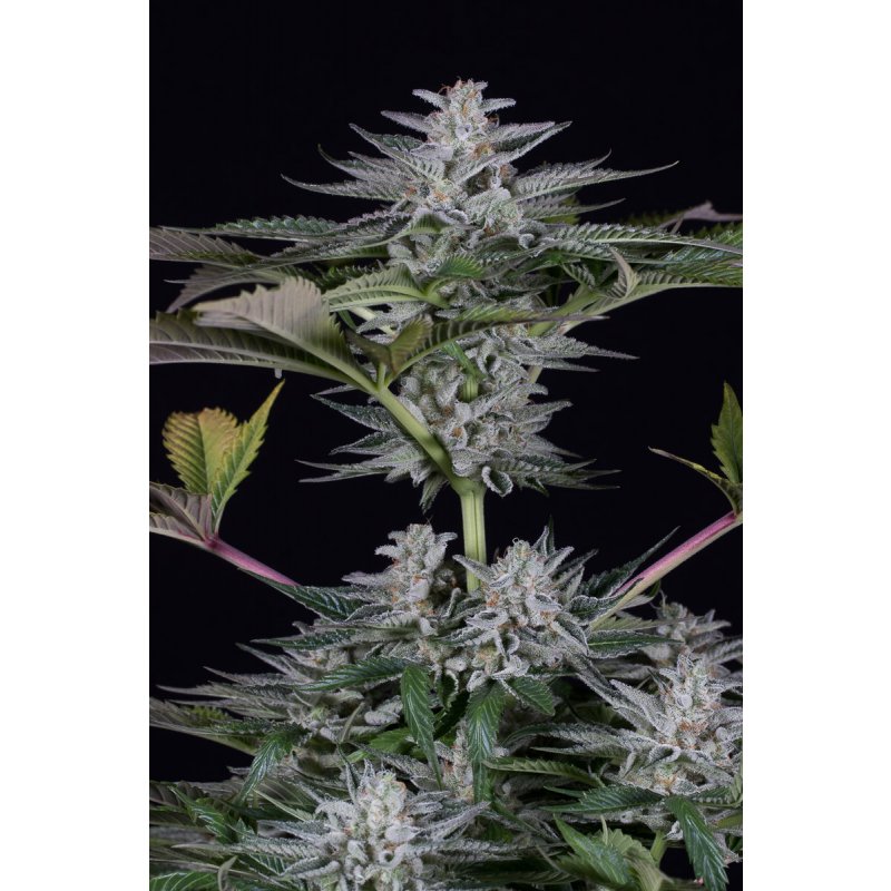 Dinafem Ocean Grown Cookies Feminisiert