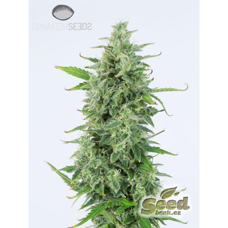 Dinafem OG Kush Auto Feminisierte Autoflower