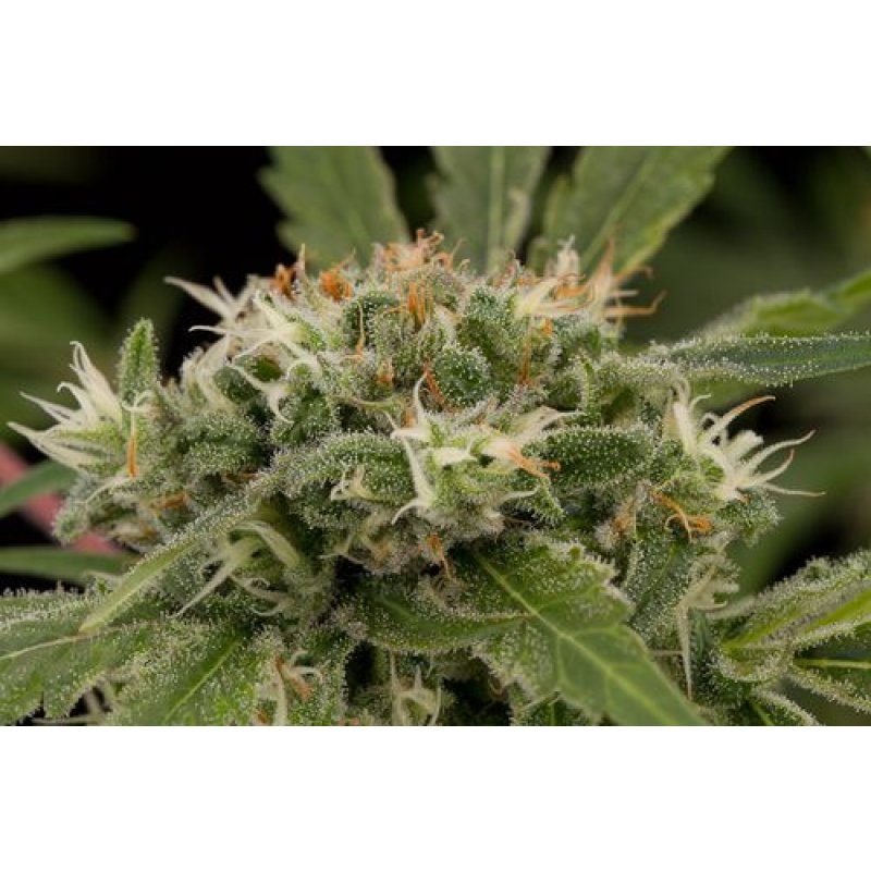 Dinafem Original Strawberry Cough Feminisiert