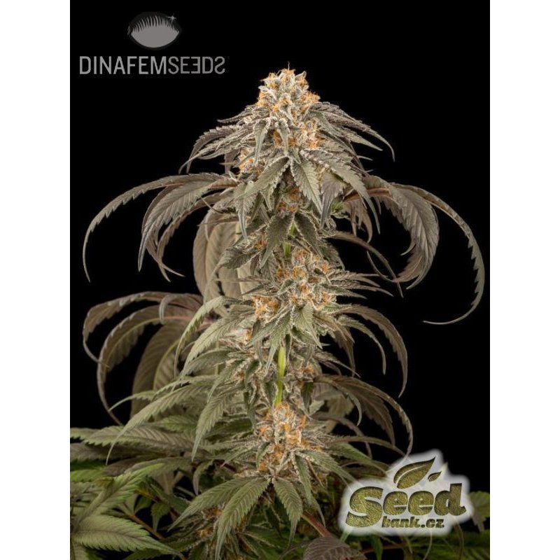 Dinafem Purple Afghan Kush Feminisiert