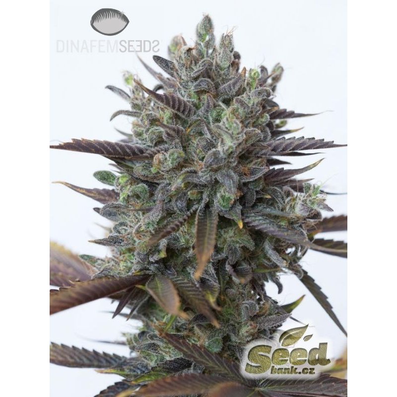 Dinafem Purple Orange CBD feminisiert