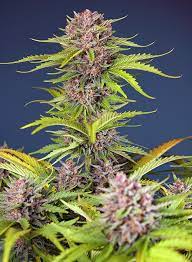 Sweet Seeds Auto Mimosa Bruce Banner XL, Autoflower Feminisiert, 25 Stk