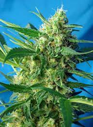 Sweet Seeds Auto NYC Diesel