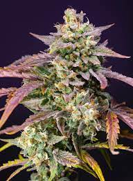 Sweet Seeds Auto Purple Punch OG XL, Autoflower Feminisiert, 3+1 Stk