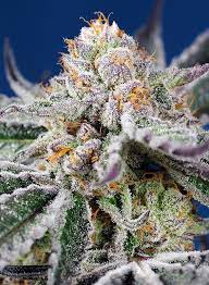 Sweet Seeds Auto Orange Apricot Glue XL