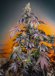 Sweet Seeds Auto Red Gorilla Girl XL, Autoflower Feminisiert, 3+1 Stk