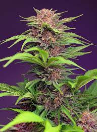 Sweet Seeds Auto Red Mimosa XL, Autoflower Feminisiert, 3+1 Stk