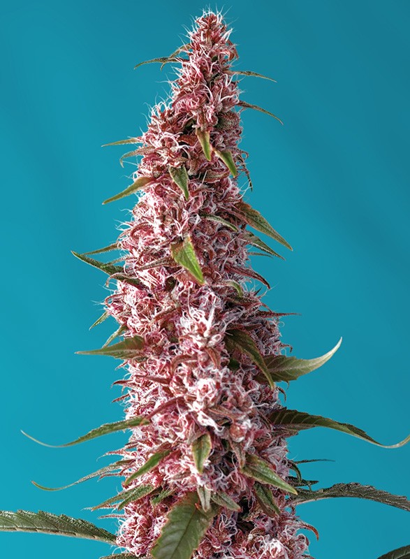 Sweet Seeds Auto Red Pure CBD, Autoflower Feminisiert, 5+2 Stk