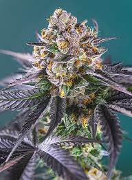 Sweet Seeds Auto Red Strawberry Banana