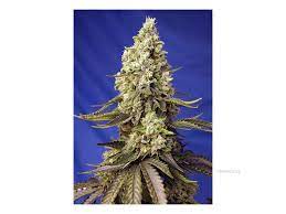 Sweet Seeds Auto Runtz XL