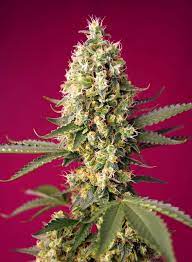 Sweet Seeds Auto Skywalker OG Runtz XL