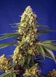 Sweet Seeds Auto Strawberry Banana Gelato XL, Autoflower Feminisiert, 3+1 Stk