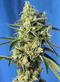 Sweet Seeds Amnesia Haze, Feminisiert, 3+1 Stk