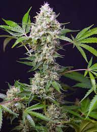 Sweet Seeds Auto Sweet Amnesia Haze XL, Autoflower Feminisiert, 3+1 Stk