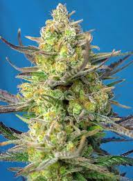 Sweet Seeds Auto Sweet Cheese XL Feminisierte Autoflower