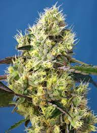 Sweet Seeds Auto Sweet Gelato