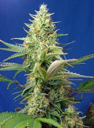 Sweet Seeds Auto Sweet Pure CBD
