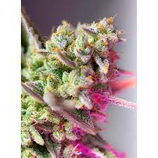 Sweet Seeds Auto Sweet Mimosa XL