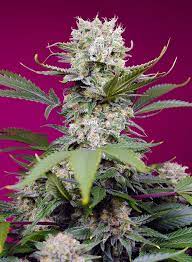 Sweet Seeds Auto Sweet Mandarine Zkittlez XL