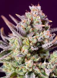Sweet Seeds Auto Sweet Zenzation XL