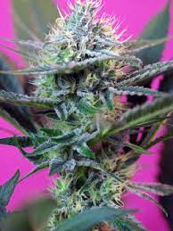 Sweet Seeds Auto + Speed, Feminisiert Autoflower, 3+1 Stk LLL