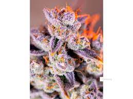 Sweet Seeds Auto Tropicana Poison XL
