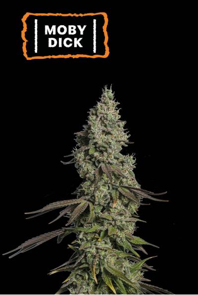 Seedstockers Moby Dick Auto 1Stk