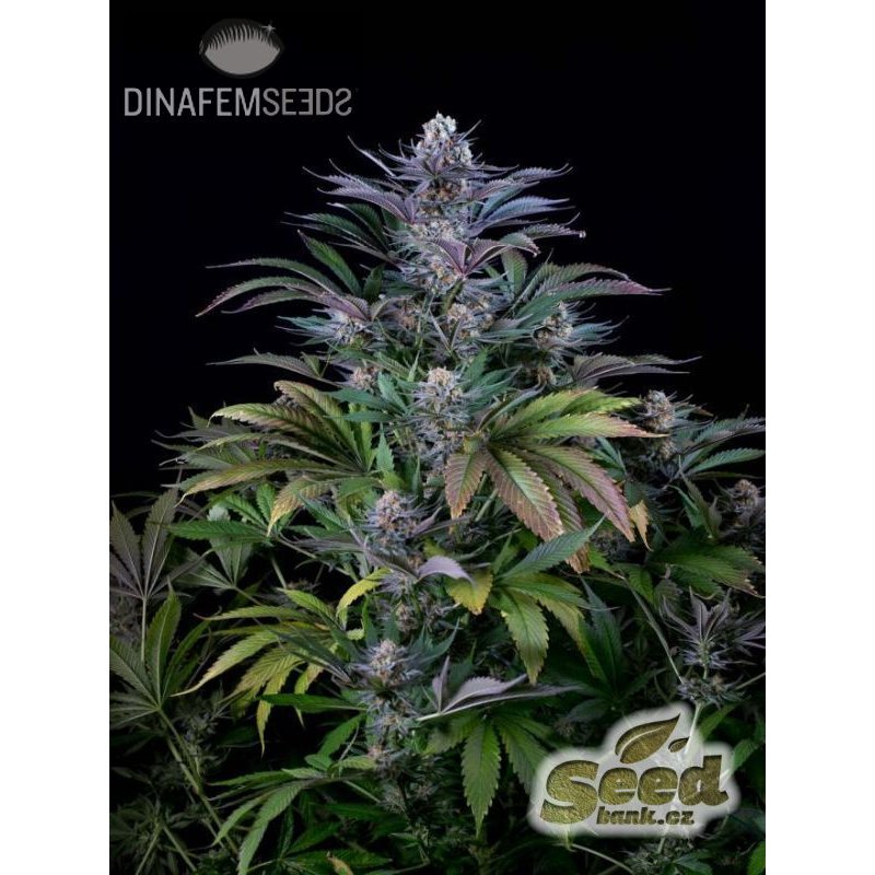 Dinafem Super Silver feminisiert