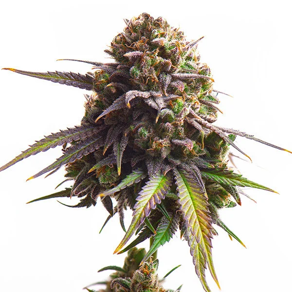 Royal Queen Seeds Biscotti, feminisiert