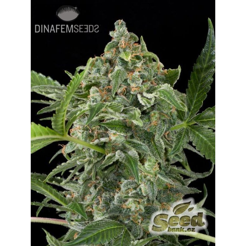 Dinafem White Cheese Autoflowering Feminisierte Autoflower