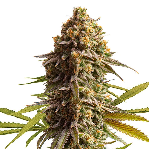 Royal Queen Seeds Wedding Cake Auto