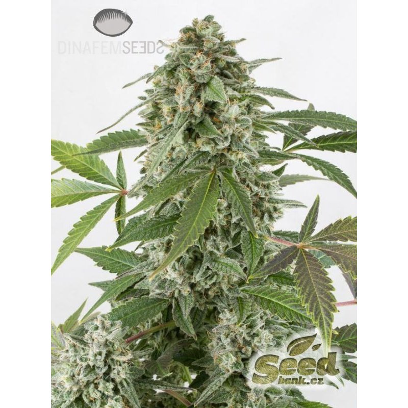 Dinafem White Widow Autoflowering Feminisierte Autoflower