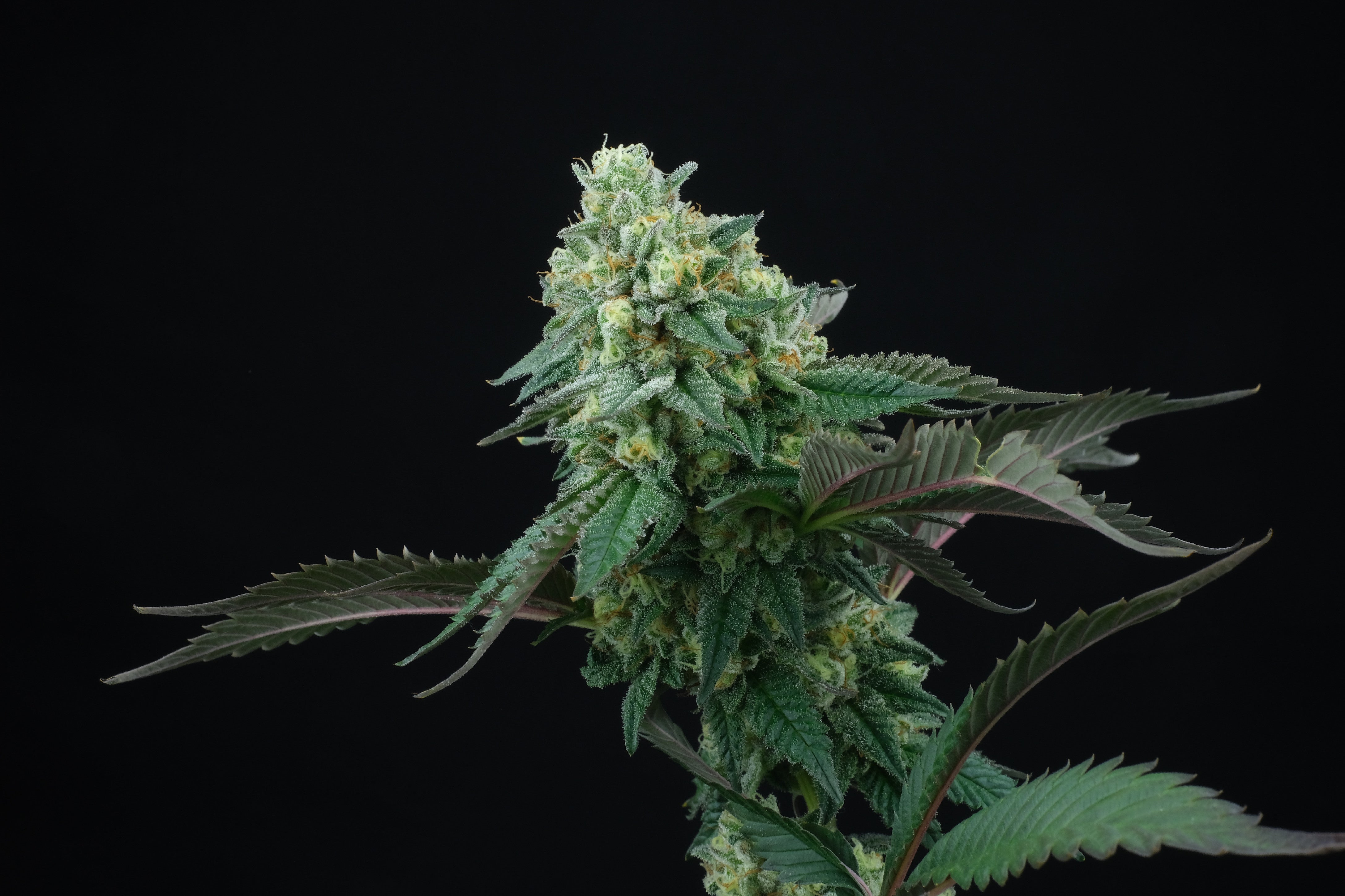 Perfect Tree Seeds Pink Gasoline Feminisiert 6 Stk