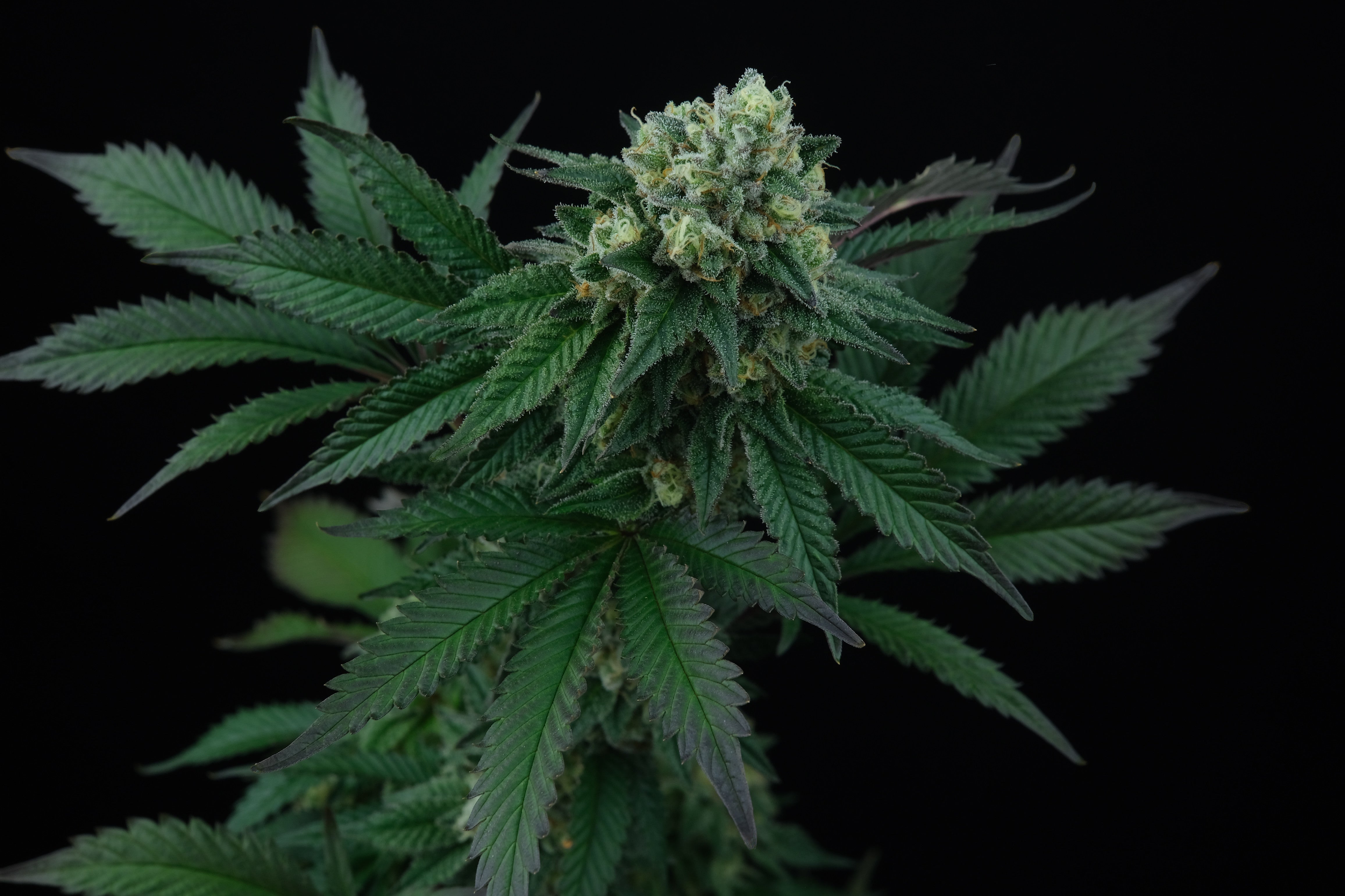 Perfect Tree Seeds Pink Gasoline Feminisiert 6 Stk