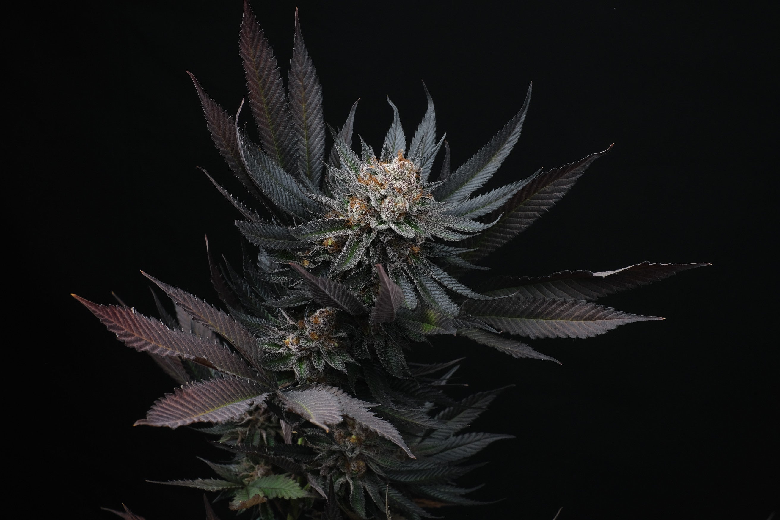 Perfect Tree Seeds Mimozz Feminisiert 6 Stk