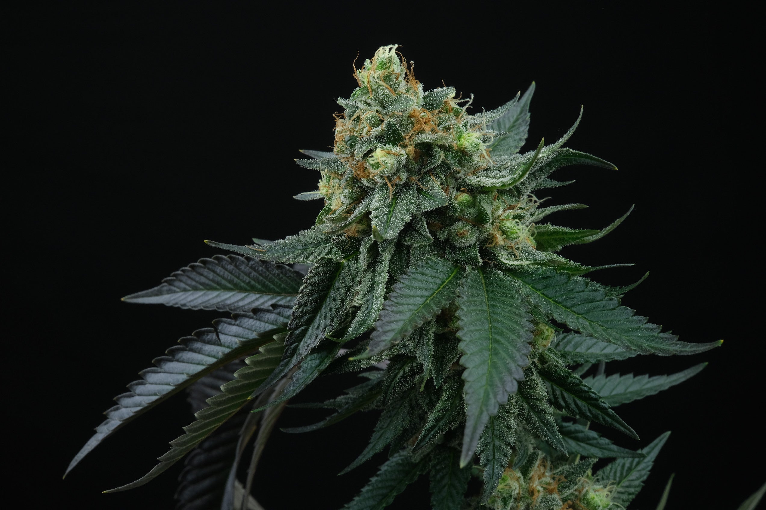 Perfect Tree Seeds Lime Ozz Feminisiert 6 Stk