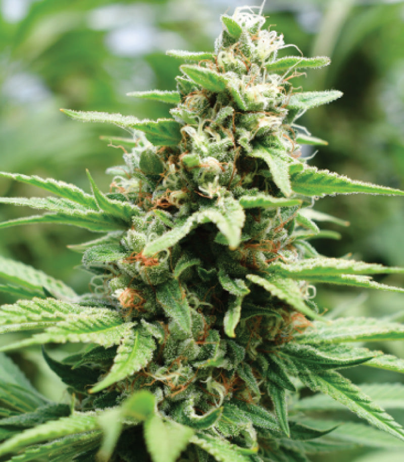 Humboldt Seed Company, Apricot Papaya, feminisiert