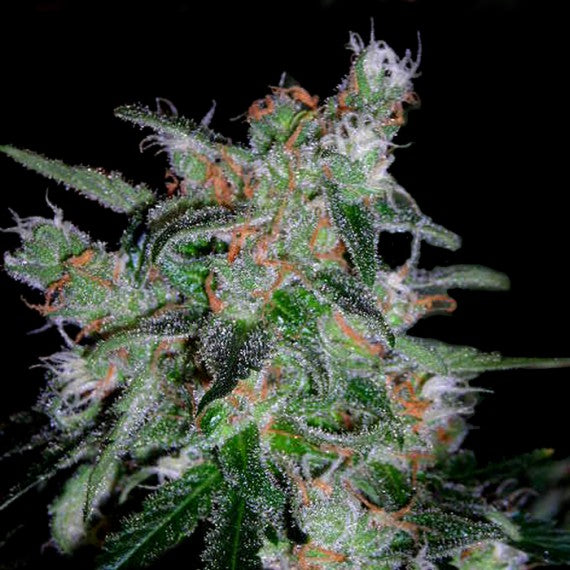 DNA Genetics 60 Day Lemon Feminisiert Autoflower