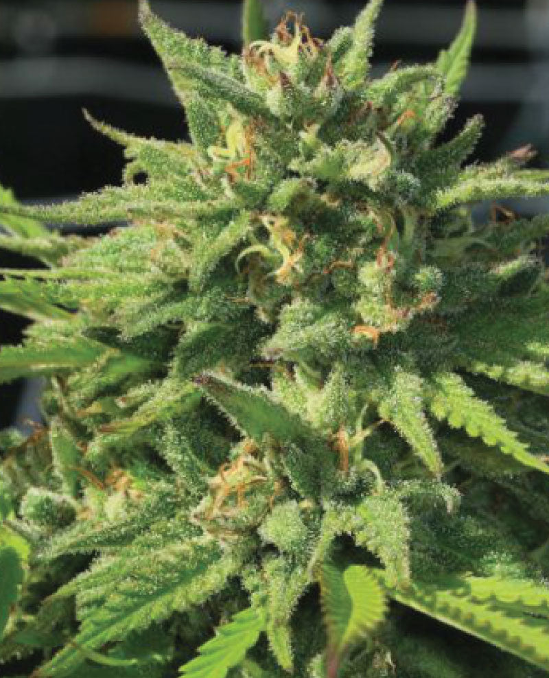 Humboldt Seed Company, Bigfoot Glue, Feminisiert