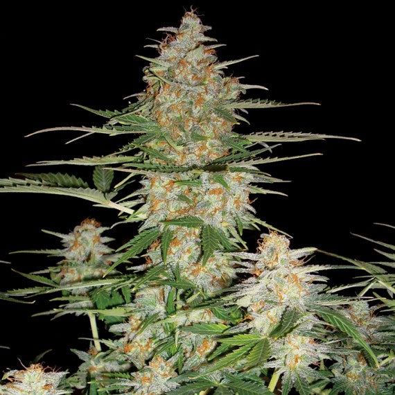 DNA Genetics 60 Day Wonder Feminisiert Autoflower
