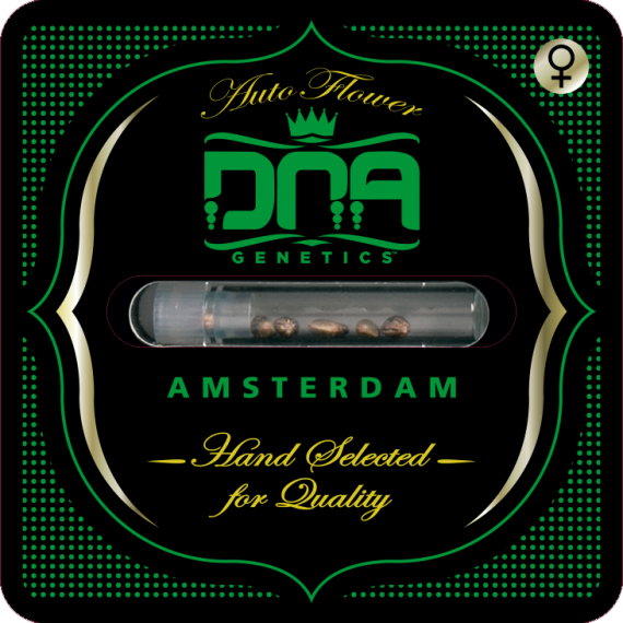 DNA Genetics El Fuego Auto Feminisiert Autoflower