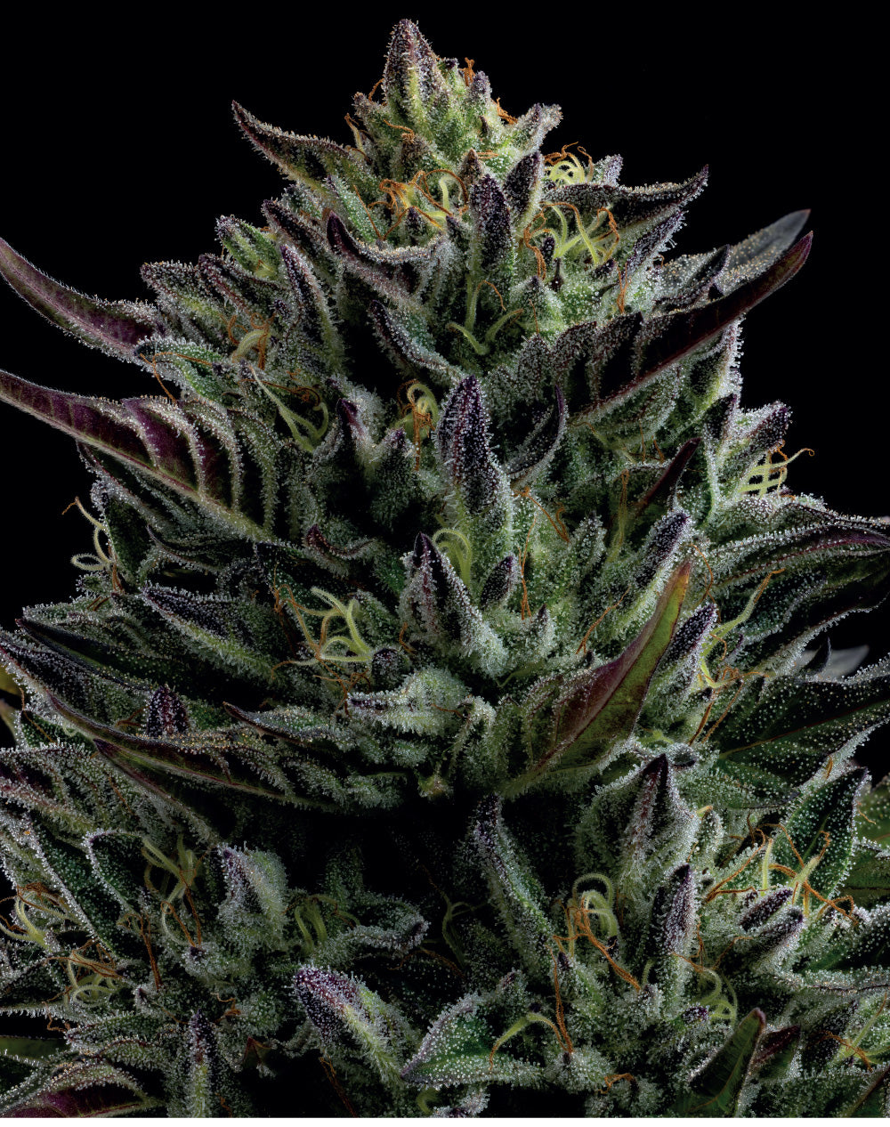 Humboldt Seed Company, California Octane, feminisiert