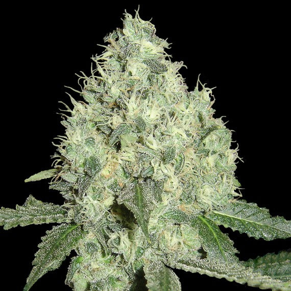 DNA Genetics Limited Edition 91 Krypta Regulär