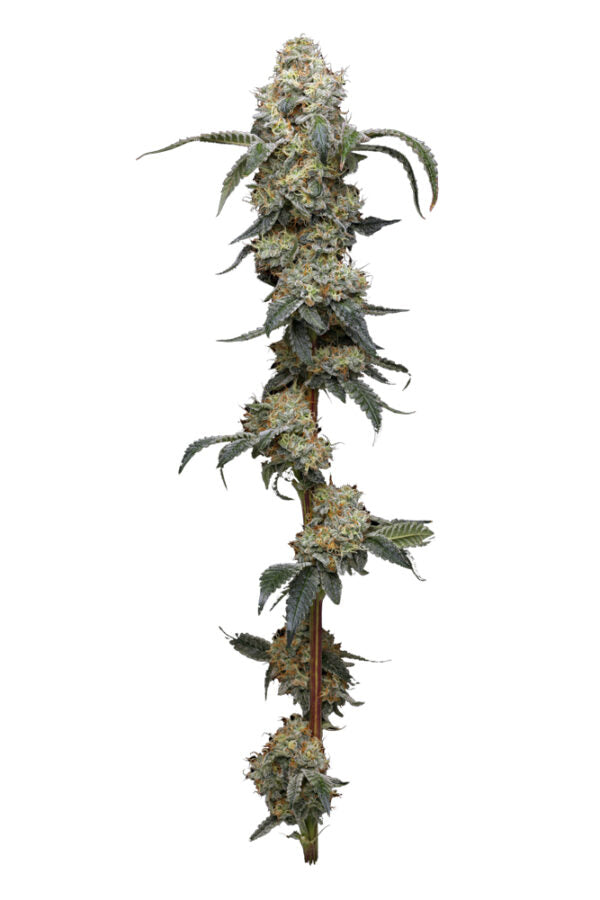 Humboldt Seed Company, Farmers Daughter, feminisiert